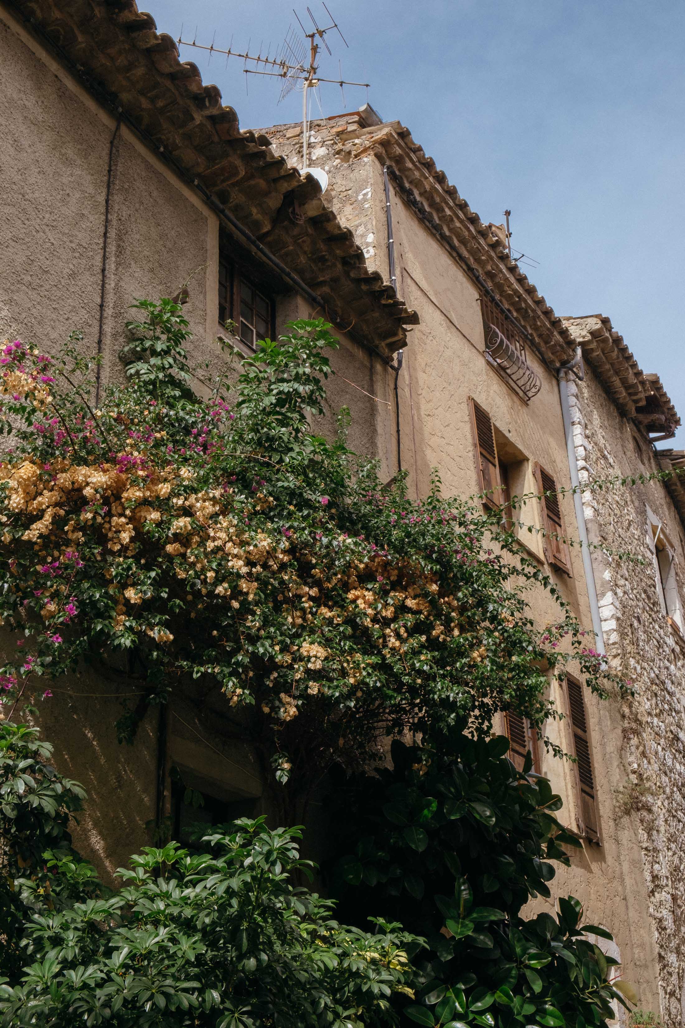 Bougainvilleas in Saint Paul de Vence, France