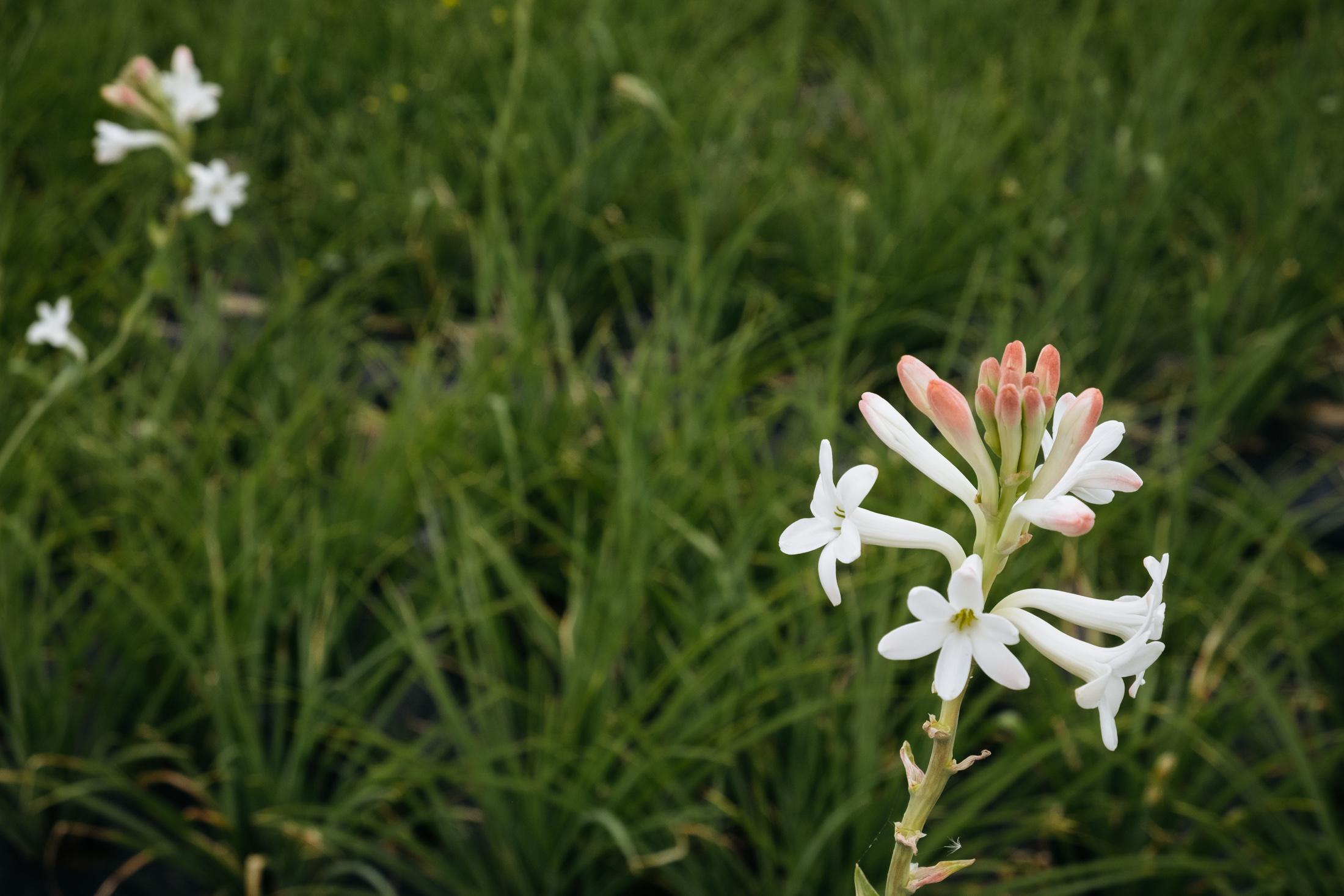 Tuberose flower in the Chanel fields of Grasse in France