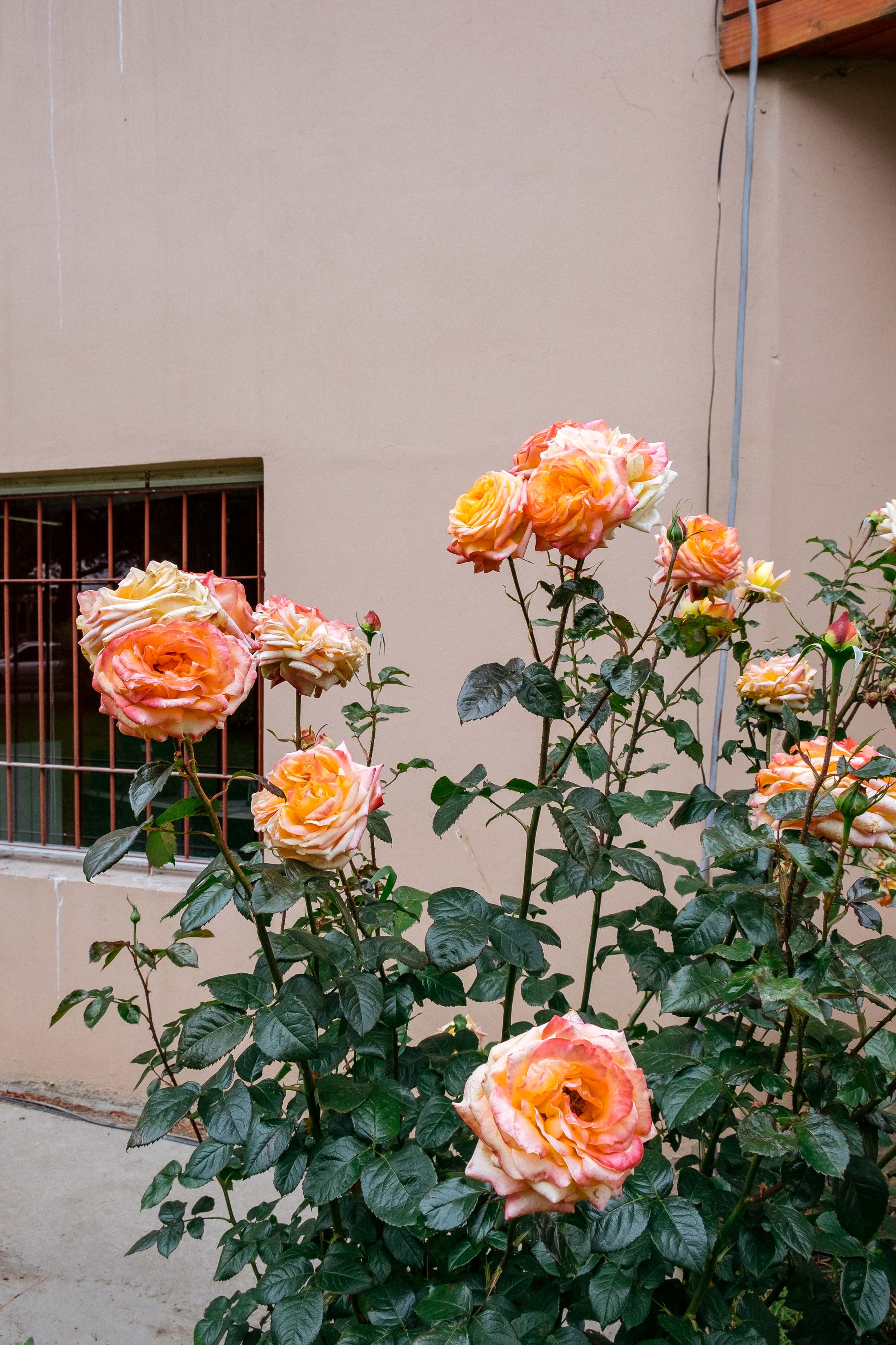 Garden roses in Patagonia